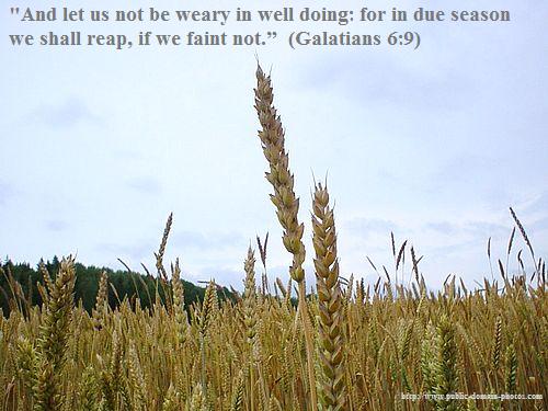 Wheat and Tares Hanout - World Sunday School