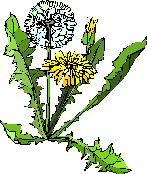 Joseph - Part 3 - Be a Dandelion, by Lisa DeVinney